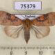75379p Noctuidae Maurilia iconica f Thailand $10
