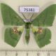 75381p Geometridae Aporandria specularia Thailand $5