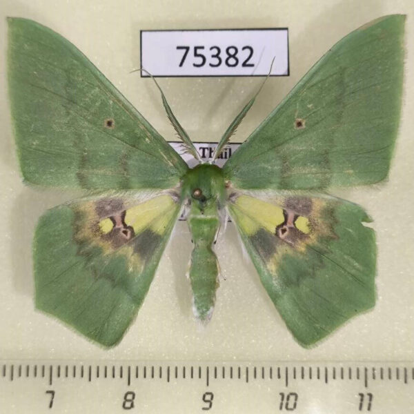 Geometridae Aporandria specularia Thailand
