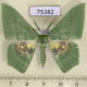 75382p Geometridae Aporandria specularia Thailand $8