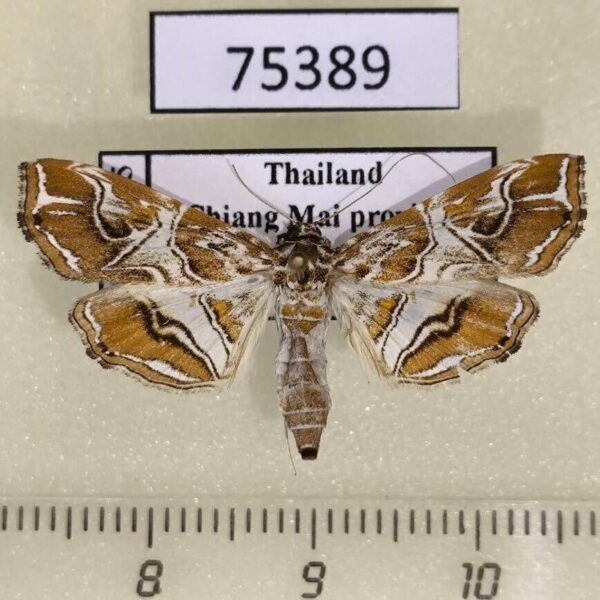 Crambidae Paracymoriza aurantialis f Thailand