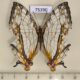 75390p Nymphalidae Cyrestis thyodamas thyodamas Thailand $20