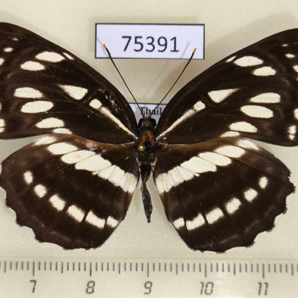 Nymphalidae Neptis hylas Thailand
