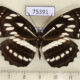 75391p Nymphalidae Neptis hylas Thailand $6