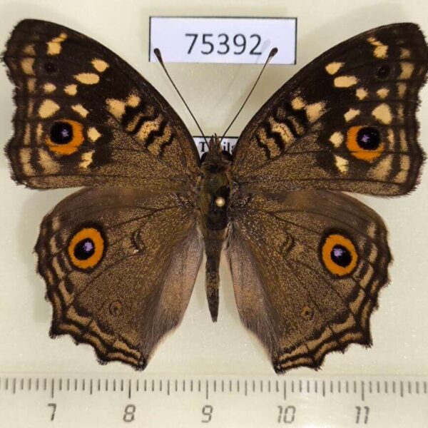 Nymphalidae Junonia lemonias Thailand