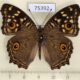 75392p Nymphalidae Junonia lemonias Thailand $9