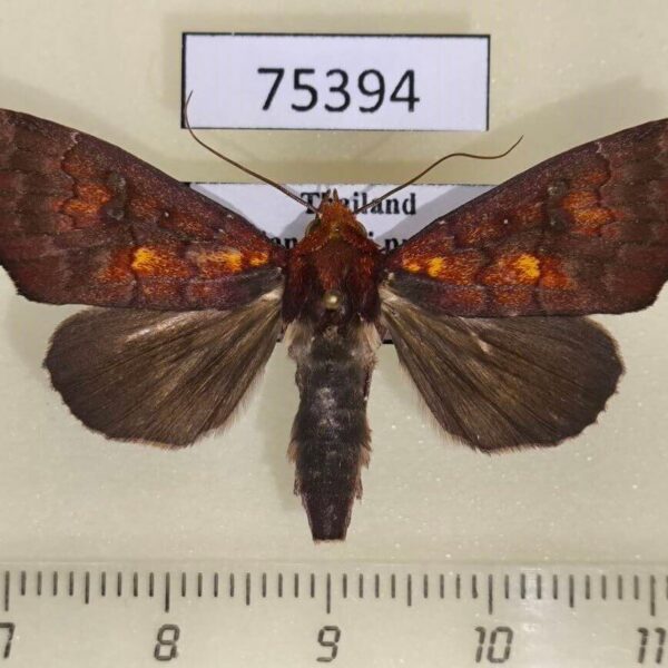 Noctuidae Rusicada leucolopha Thailand