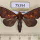 75394p Noctuidae Rusicada leucolopha Thailand $6