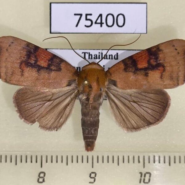 Noctuidae Maurilia iconica Thailand