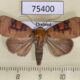 75400p Noctuidae Maurilia iconica Thailand $8