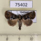 75402p Noctuidae Beana sp. Thailand $4