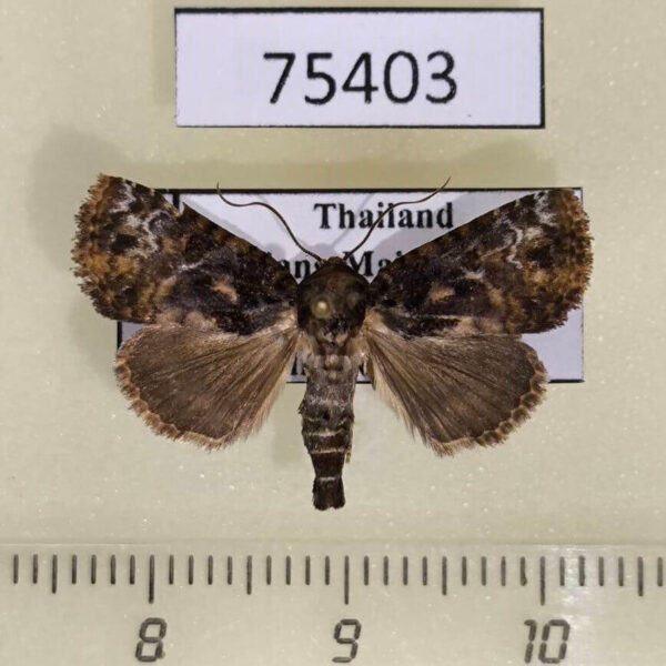 Noctuidae Beana sp. Thailand