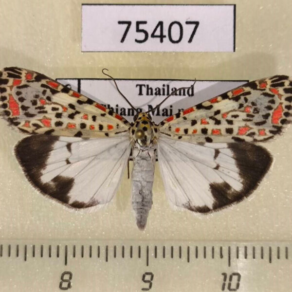 Arctiidae Utetheisa pulchelloides Thailand