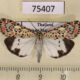 75407p Arctiidae Utetheisa pulchelloides Thailand $10