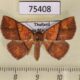 75408p Noctuidae Saroba antecedens Thailand $9