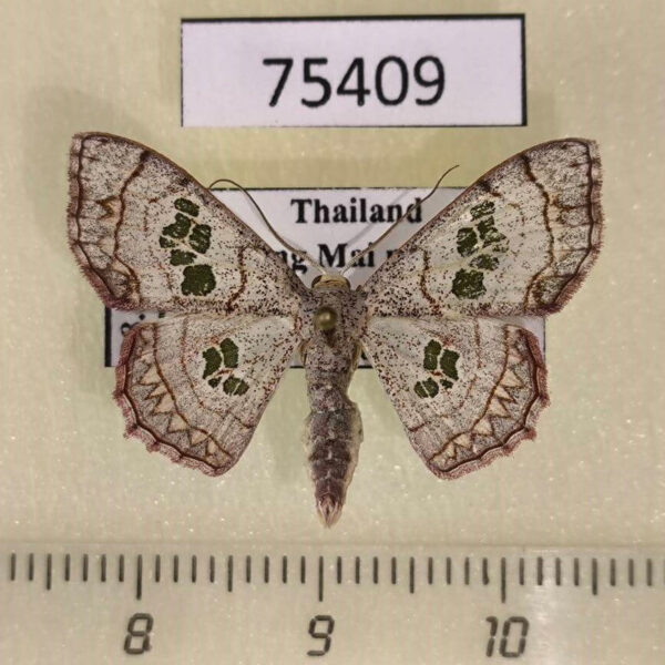 Geometridae Scopula cuneilinea Thailand