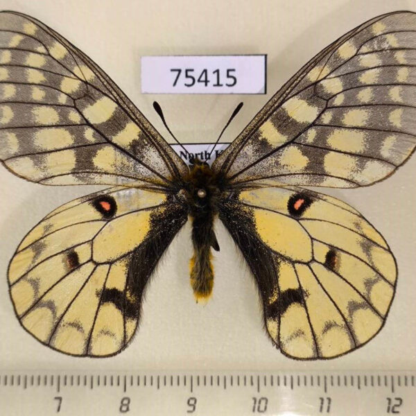 Papilionidae Parnassius eversmanni sasai North Korea