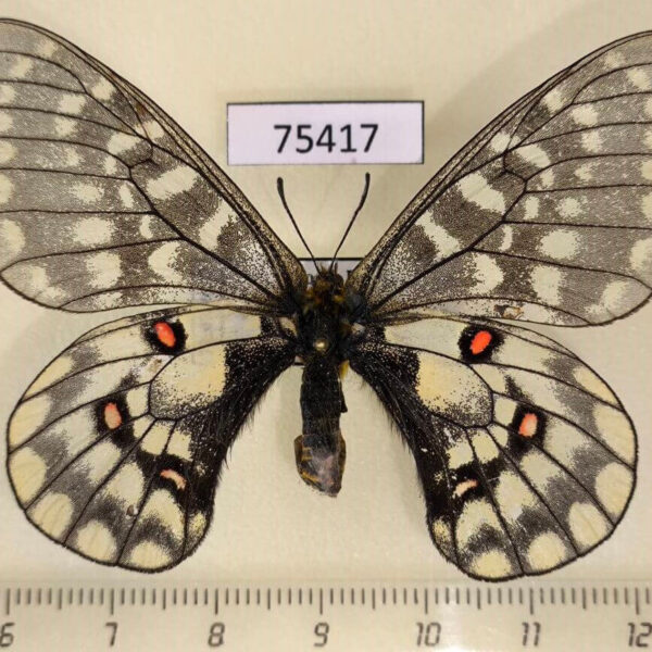 Papilionidae Parnassius eversmanni sasai f North Korea