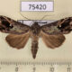 75420p Noctuidae Phorica phasipennis Thailand $15