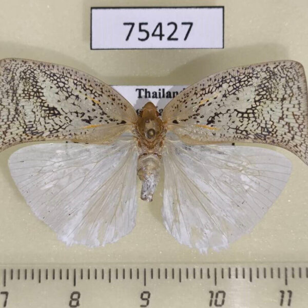 Flatidae Lawana conspersa Thailand
