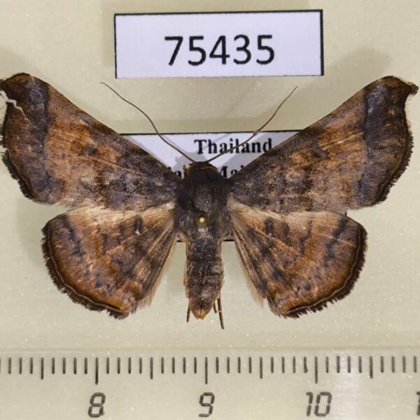 Noctuidae Pleurona falcata f Thailand