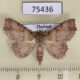 75436p Noctuidae Tamba delicata Thailand $12