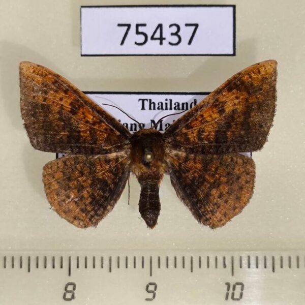 Thyrididae Herimba sp. Thailand