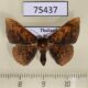 75437p Thyrididae Herimba sp. Thailand $8