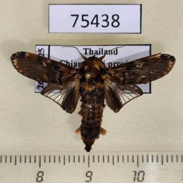 Limacodidae Cheromettia alaceria Thailand