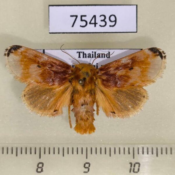 Limacodidae Cheromettia alaceria f Thailand