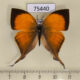 75440p Lycaenidae Loxura atymnus Thailand $13
