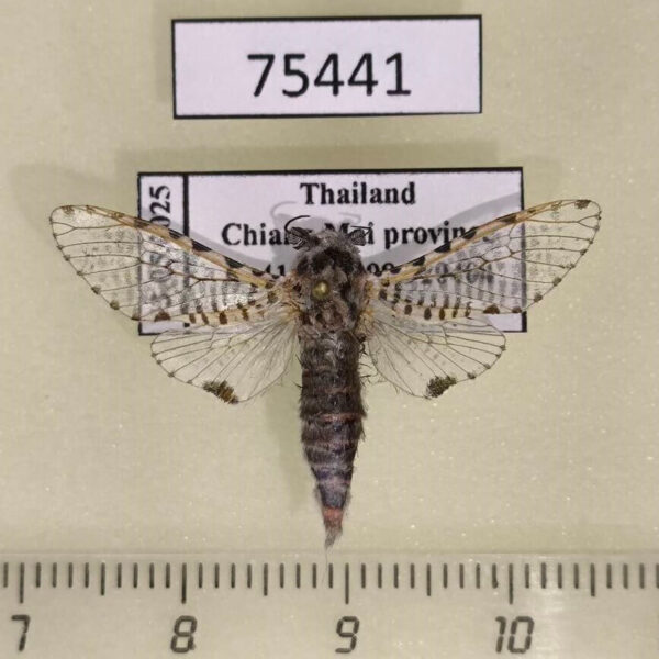 Cossidae Zeuzera rhabdota Thailand