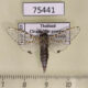 75441p Cossidae Zeuzera rhabdota Thailand $25