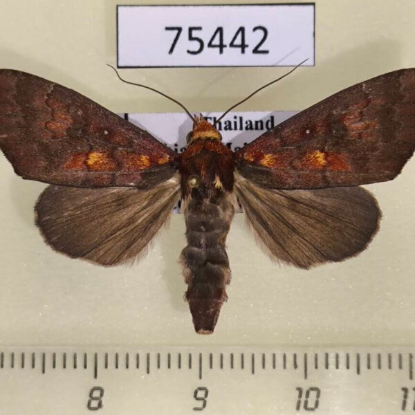 Noctuidae Rusicada leucolopha Thailand