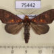 75442p Noctuidae Rusicada leucolopha Thailand $9