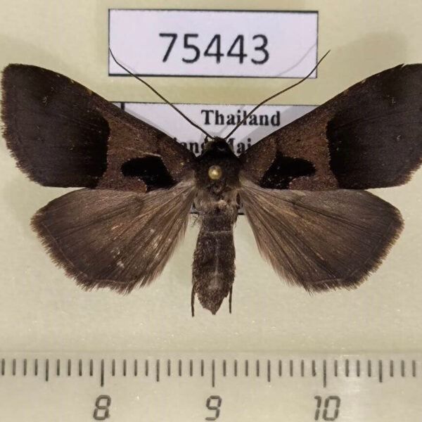 Noctuidae Crithote horridipes f Thailand