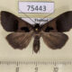 75443p Noctuidae Crithote horridipes f Thailand $9