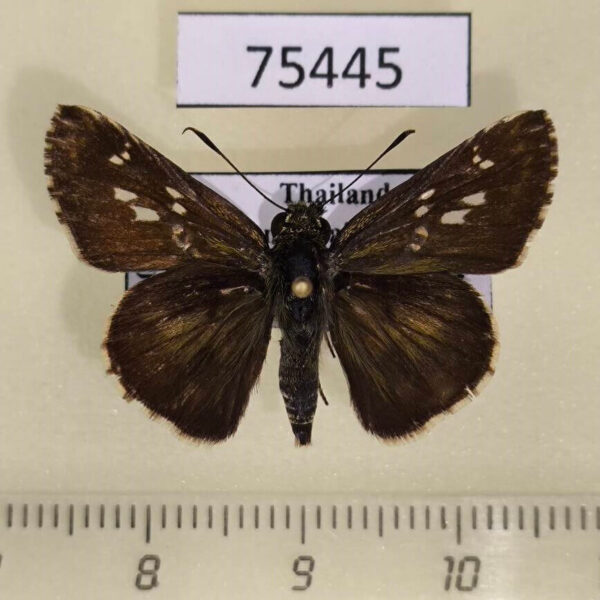 Hesperiidae Halpe porus Thailand