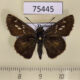 75445p Hesperiidae Halpe porus Thailand $8