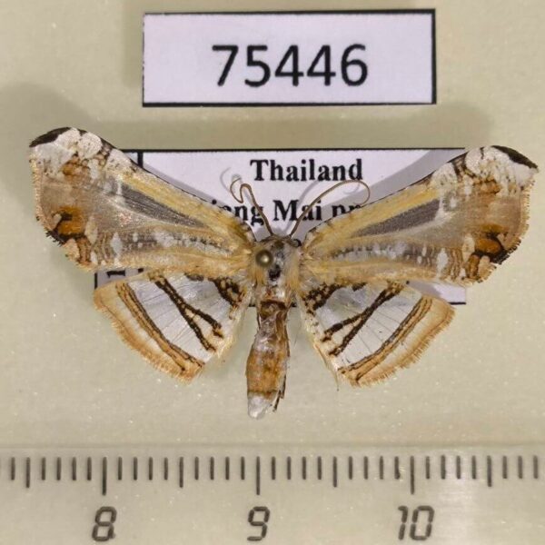 Thyrididae Herdonia gigantea Thailand