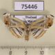 75446p Thyrididae Herdonia gigantea Thailand $8