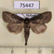 75447p Notodontiidae Ramesa bovoculosugens Thailand $8