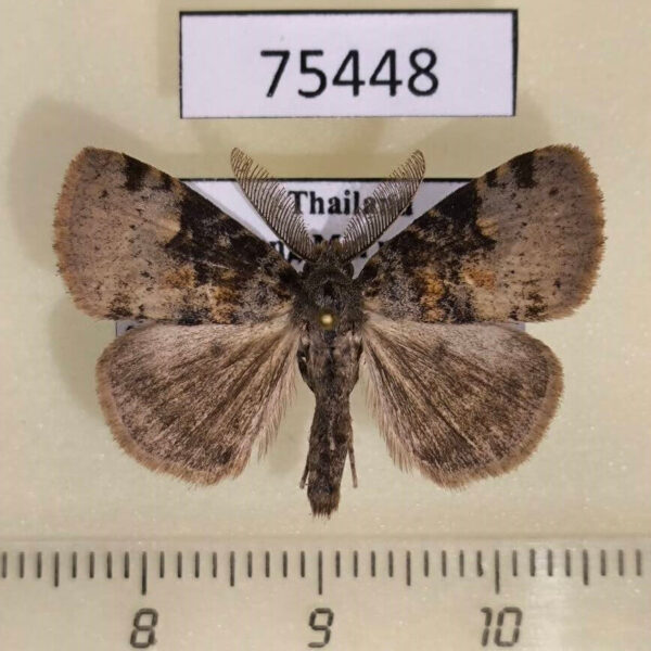 Lymantridae Ilema costalis Thailand