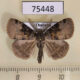 75448p Lymantridae Ilema costalis Thailand $7