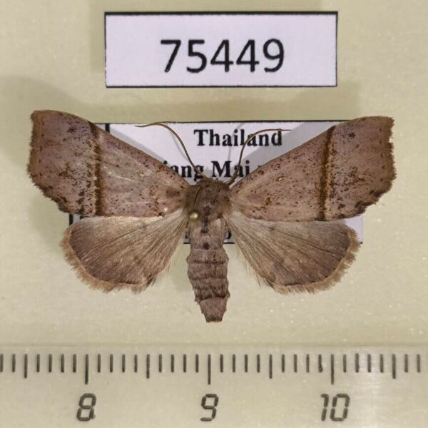 Noctuidae Hepatica doda f Thailand