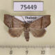 75449p Noctuidae Hepatica doda f Thailand $15
