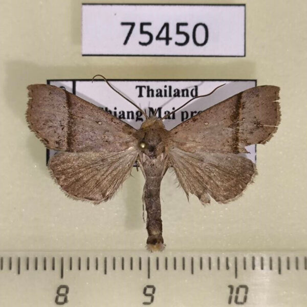 Noctuidae Hepatica doda Thailand