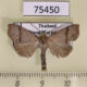 75450p Noctuidae Hepatica doda Thailand $8