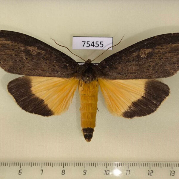 Notodontiidae Baradesa lithosioides Thailand