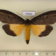 75455p Notodontiidae Baradesa lithosioides Thailand $13